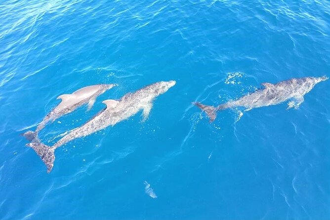 4-Hour Fort Lauderdale Sailing Charter - Price, group size, and overall value
