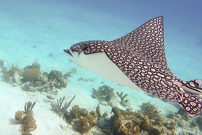 4 Hour Private Catamaran Sail and Snorkel from Grace Bay Beach, Providenciales - Snorkeling over coral, tunnels, and reef fish