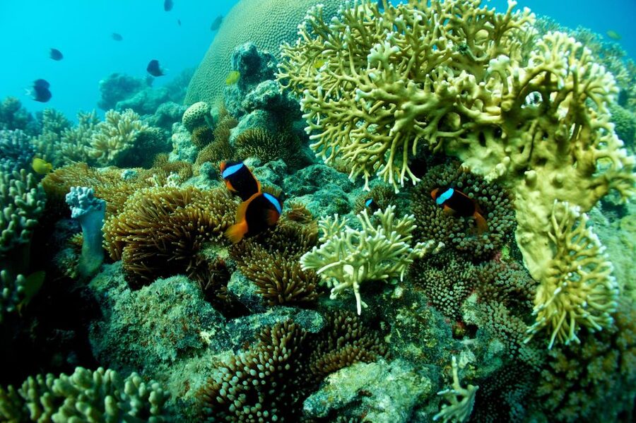 Airlie Beach: Whitsunday Islands Sailing, SUP & Snorkel Tour - Fresh lunch instead of a basic boat snack