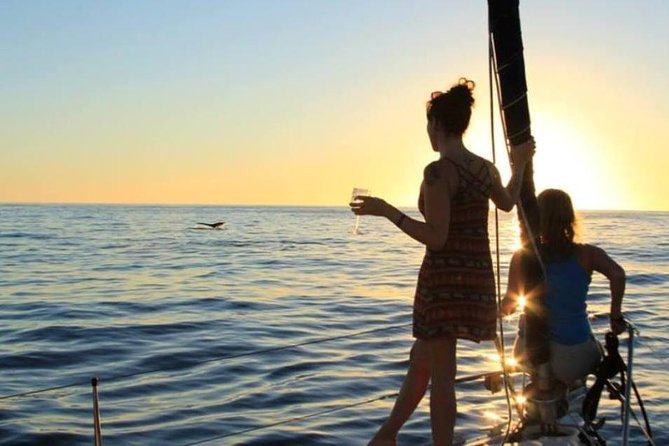 Cabo San Lucas Sunset Sailing Shared Cruise - Whales, dolphins, and sea conditions