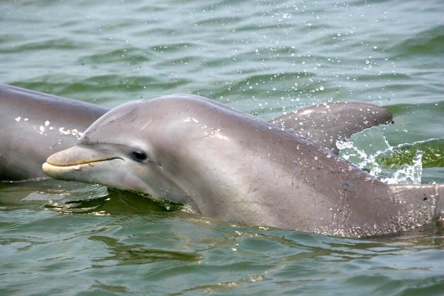 Charleston: Schooner Sailing Harbor Tour & Dolphin Watch - Fort Sumter and Charleston’s harbor landmarks