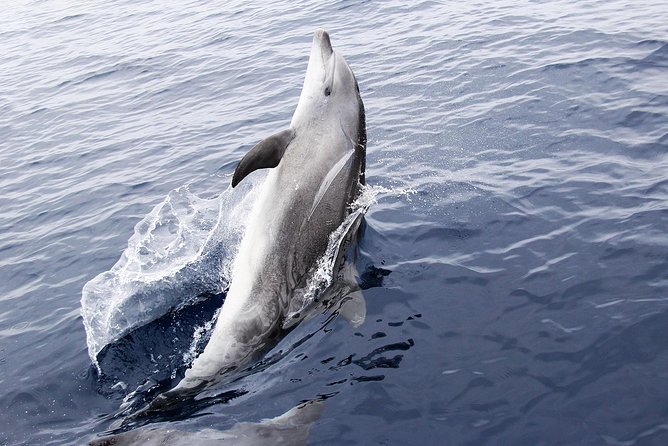 Dolphin Sightseeing on the Privateer Catamaran - What the 1.5-hour cruise feels like