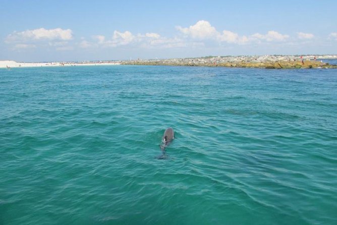 Dolphin Sightseeing on the Privateer Catamaran - Who will enjoy this catamaran trip