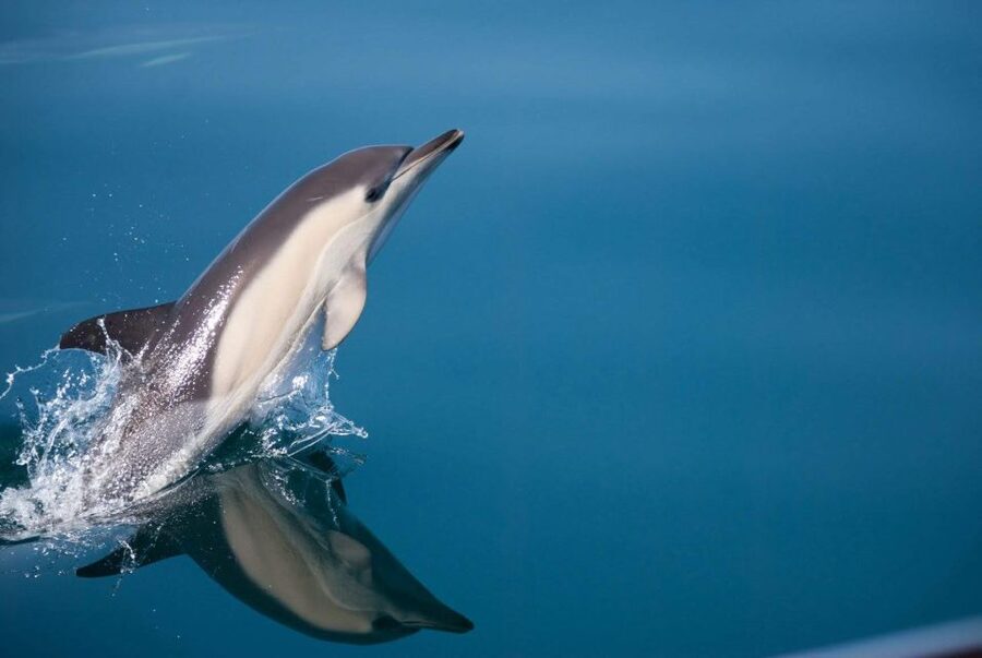 Estepona: Dolphin Watching Sailboat Cruise with Drink - Searching for Dolphins in Estepona Bay
