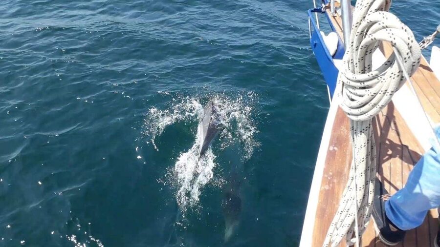 Estepona: Dolphin Watching Sailboat Cruise with Drink - How Much Value Do You Get for $41?