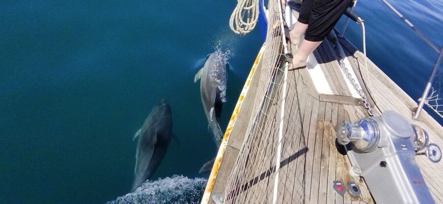 Estepona: Dolphin Watching Sailboat Cruise with Drink - Who Will Enjoy the Intrépido Most?