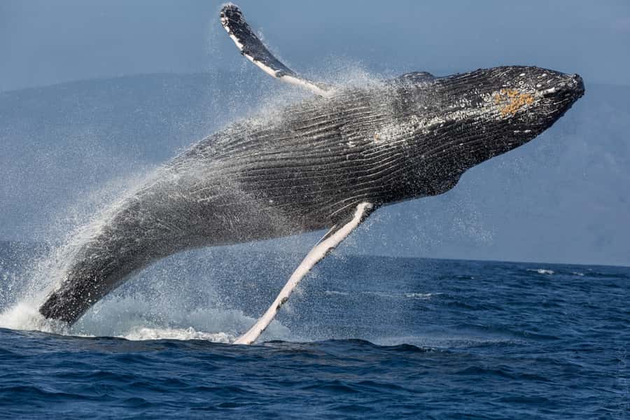 From Ma'alaea: 'Alihilani Sunset Sail Catamaran Tour - Wildlife chances from December through March