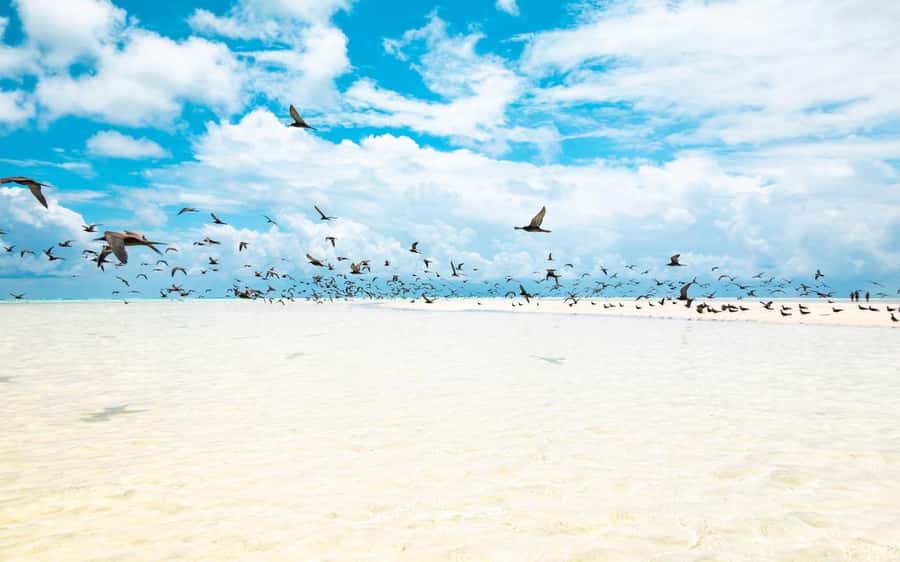 From Tahiti: Tetiaroa Island Tour by Sailing Catamaran - What the $227 Price Really Buys