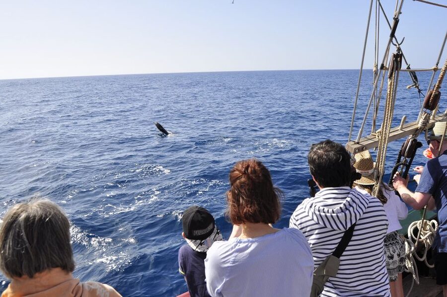 Fuerteventura: 4-Hour Pirate Sailing Adventure - Pirate games, treasure, and water time