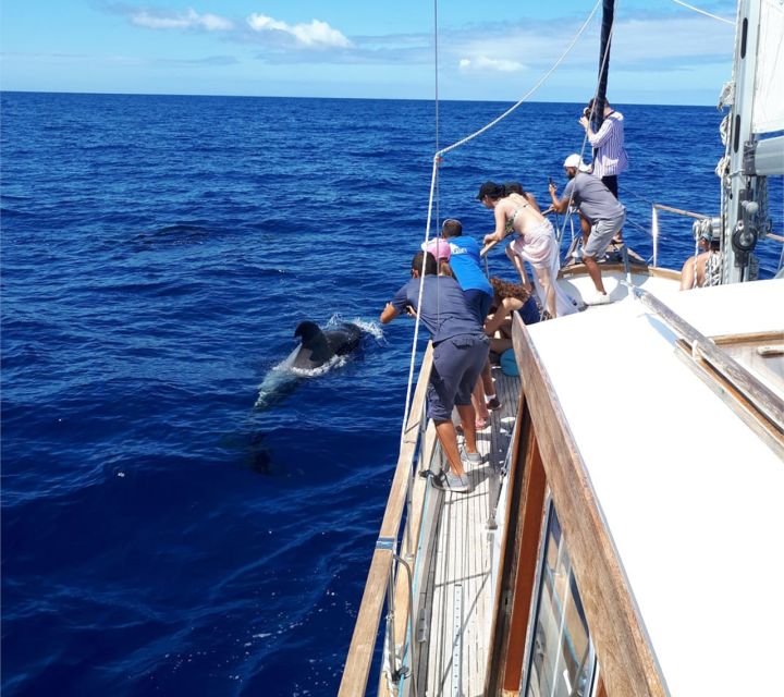 Funchal: Dolphin and Whale Watching Sailing Trip - Why the $47 price makes sense