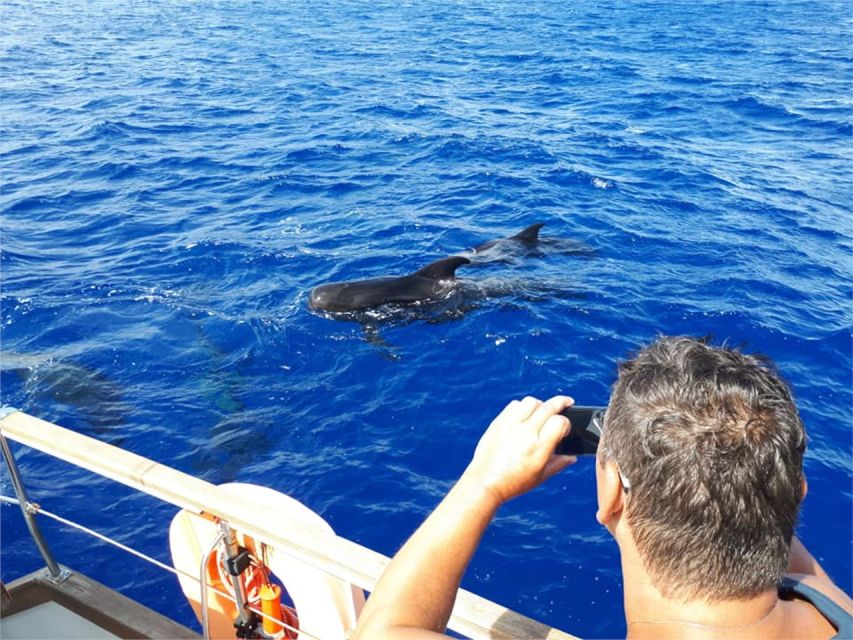 Funchal: Dolphin and Whale Watching Sailing Trip - Who will enjoy this Madeira boat trip