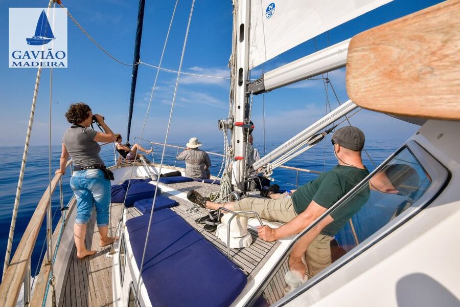 Funchal: Dolphin and Whale Watching Sailing Trip - Should you book the Gavião Madeira yacht trip?