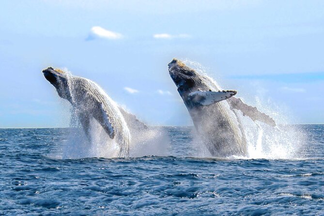 Half Day Private Sailing Cruise Puerto Vallarta with Snorkeling - Booking advice and cancellation warning