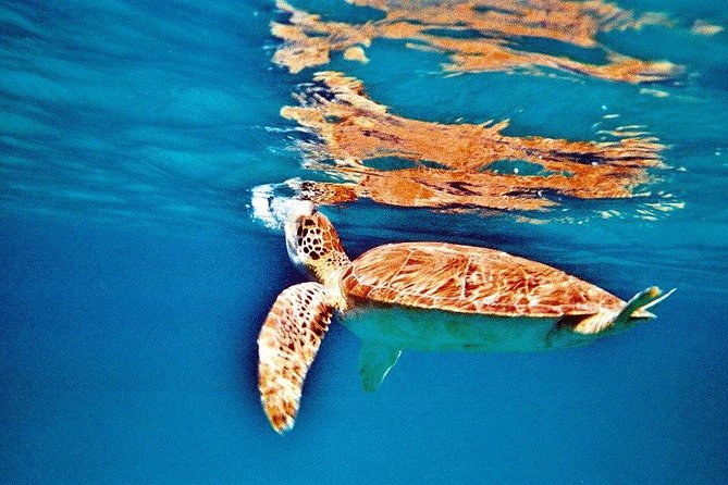 Half Day Sail and Snorkel with the Turtles - Practical details before you go
