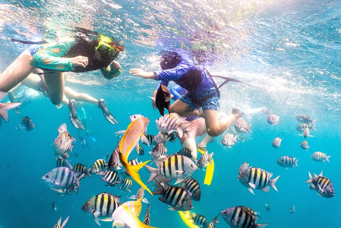 Half-Day Snorkel Sail Tour with Caribbean Lunch - Malmok Reef adds another look at Aruba’s sea life