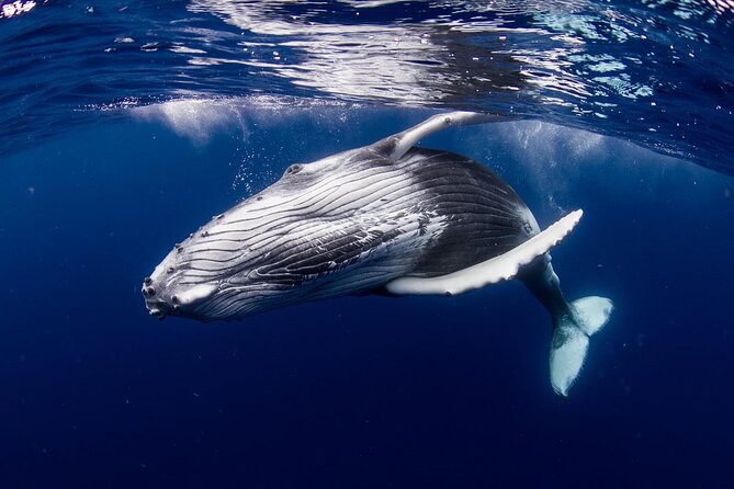 Half Day Tour : Moorea Snorkeling & Sailing on a Catamaran named Taboo - Three underwater stops, each with a different purpose