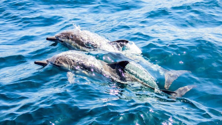 Heraklion: Dia Island Sailboat Cruise with Swimming and Meal - The return sail to Heraklion