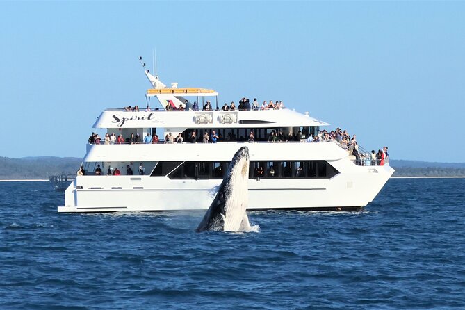 Hervey Bay Champagne Sunset Sail - Dolphins, fruit bats, and other lucky moments