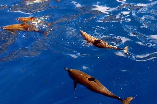 Kealakekua Bay (Captain Cook Monument) Snorkel and Sail Adventure - Lunch on the Sail Back to Kona