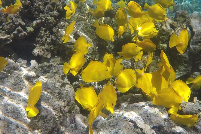 Kealakekua Bay (Captain Cook Monument) Snorkel and Sail Adventure - Who Should Book This Kona Excursion
