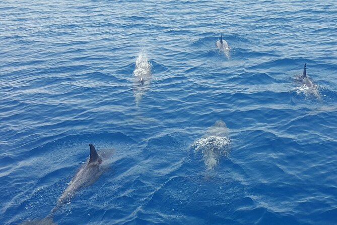 Key West Sunset Sail: Dolphin Watching, Wine, and Tapas - Booking value, timing, and cancellation