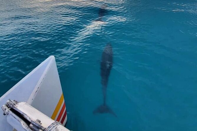 Key West Sunset Sail: Dolphin Watching, Wine, and Tapas - Passing Mallory Square and Key West landmarks