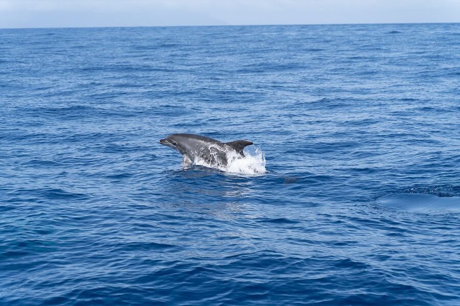 Los Gigantes: Sailing Excursion with Swimming, Drink & Tapas - Should you book the Los Gigantes sailing excursion?