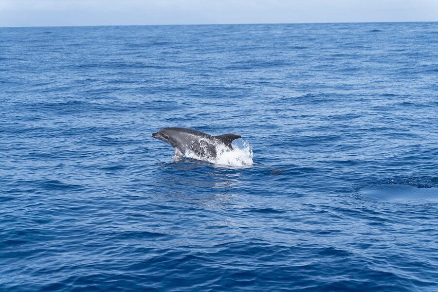Los Gigantes: Sailing Excursion with Swimming, Drink & Tapas - Sailing below the red cliffs