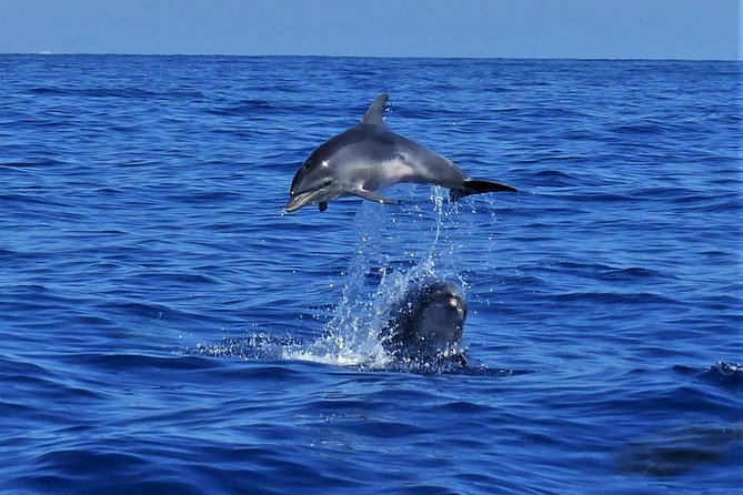 Los Gigantes Whale Watching Charter by Sail Boat - Sandwiches, fruit, and drinks on board