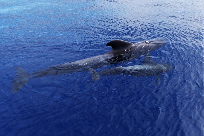 Los Gigantes Whale Watching Charter by Sail Boat - Who will enjoy this sailing trip most