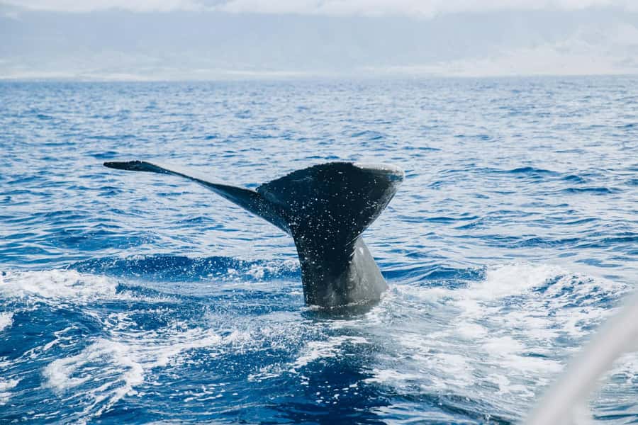 Maalaea: West Maui Snorkeling & Sailing Day Trip with Lunch - The sail home along West Maui
