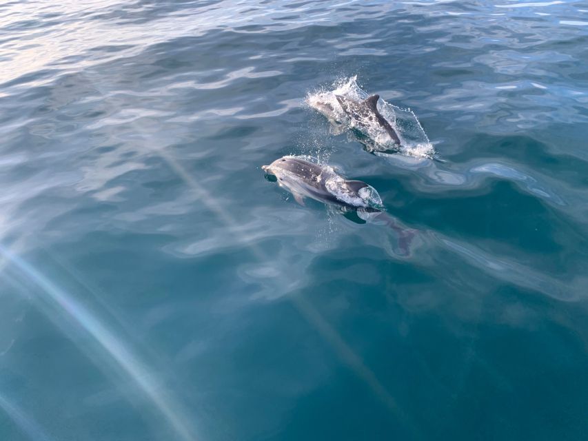 Marbella: Sailing & Dolphin Watching with Snacks and Drinks - What the captains add to the experience