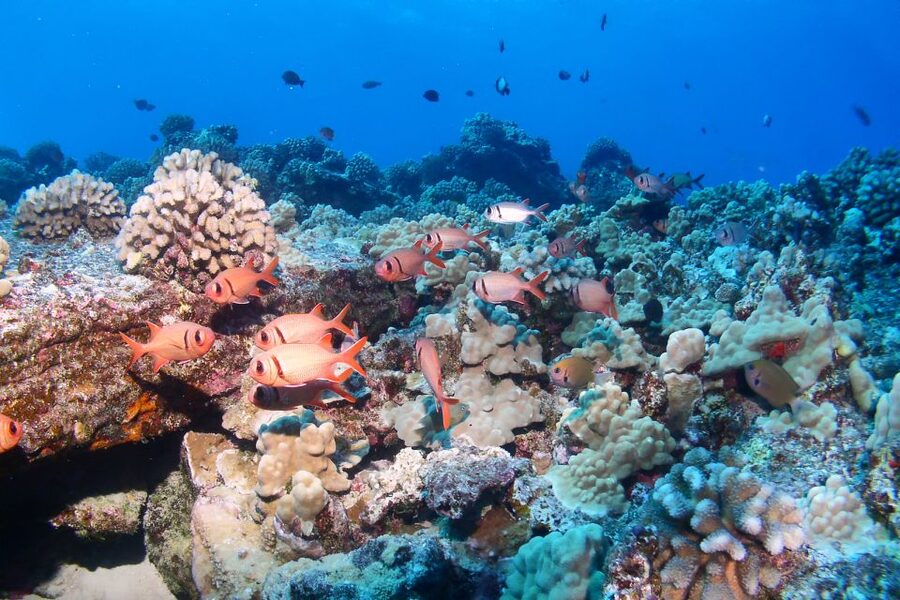 Maui: Molokini Snorkel and Performance Sail with Lunch - Key points at a glance