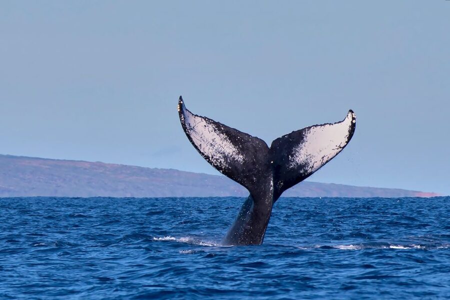 Maui: Molokini Snorkel and Performance Sail with Lunch - Food, drinks, and the return sail