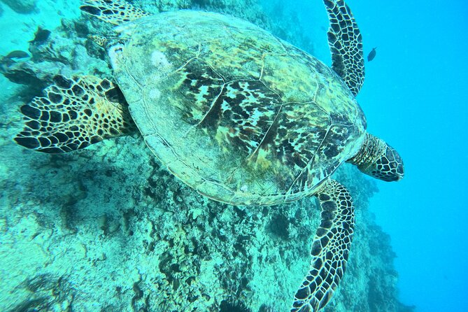 Moana’s Waikīkī Grand Guided Turtle Snorkel & Sailing Adventure - The early departure and the return sail