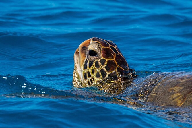 Moana’s Waikīkī Grand Guided Turtle Snorkel & Sailing Adventure - Timing, fitness, and cancellation details
