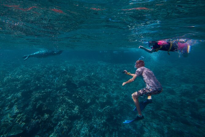 Molokini Snorkel and Performance Sail: Mā’alaea Harbor - Who should book this sailing