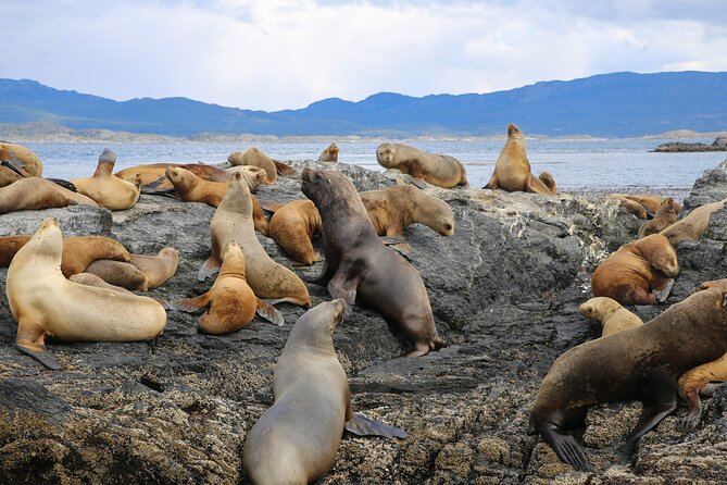 Navigate through the Beagle Channel: Seal, Bird & Penguin Islands - Leaving Ushuaia with mountains behind you