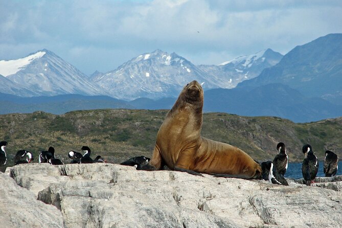 Navigate through the Beagle Channel: Seal, Bird & Penguin Islands - Los Pájaros Island and the birdlife of the channel