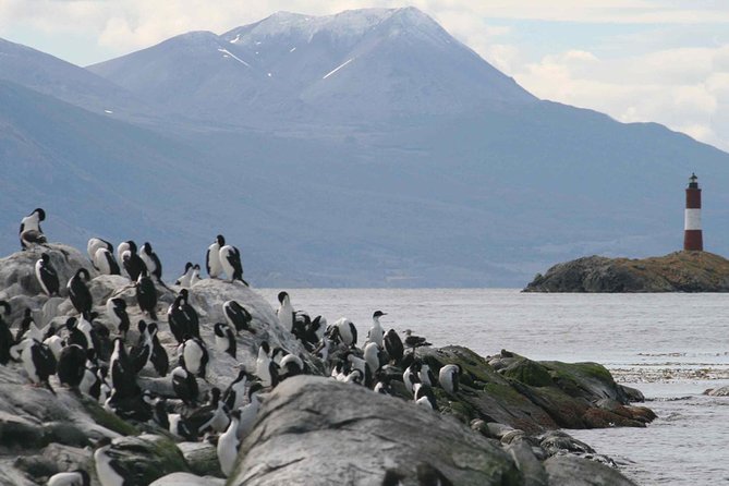 Navigate through the Beagle Channel: Seal, Bird & Penguin Islands - Les Eclaireurs Lighthouse and the shipwreck remains
