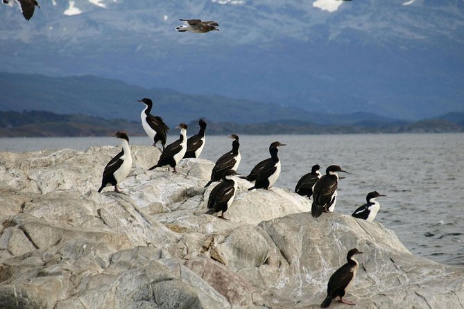Navigate through the Beagle Channel: Seal, Bird & Penguin Islands - Gable Island and the view toward Chile