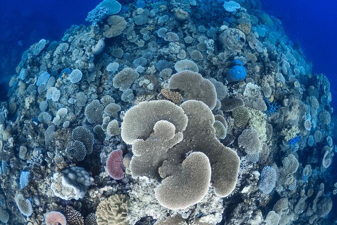 Outer Reef Mackay Cay Sail & Snorkel Adventure from Port Douglas - What you may see below the surface