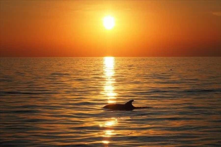 Panama City Beach: Sunset Sail on the Privateer Catamaran - Practical tips for a better evening