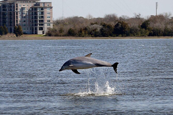 Private Morning Sail, Dolphin and History Tour on Mystique - The Ravenel Bridge and Charleston’s larger scale