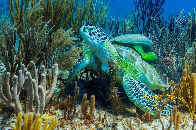 Puerto Morelos Catamaran Reef Sail and Snorkel - Sailing time gives the tour its easy rhythm
