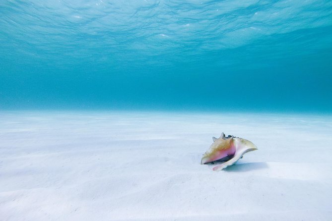 Puerto Morelos Secret Sandbar Catamaran Sail - Who will enjoy this catamaran cruise most