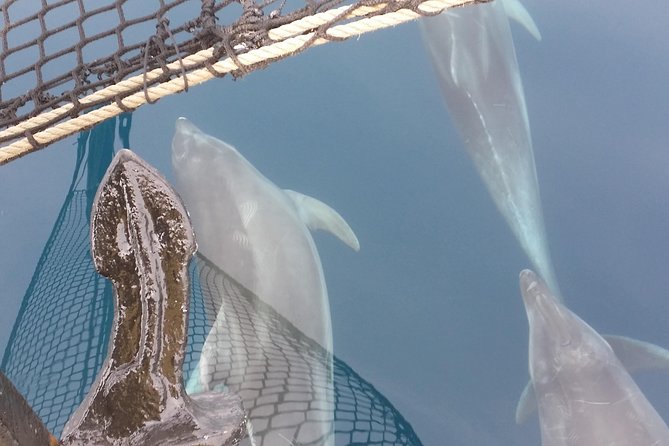 Sailing day trip on Tall Ship Andrea Jensen with Lunch and Wine - Swimming and snorkeling in a secluded bay