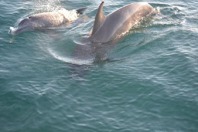 Sunset Dolphin Sail Aboard the Footloose Catamaran - Key points at a glance
