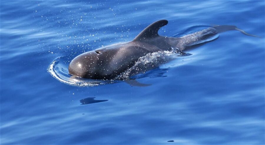 Tenerife: Los Gigantes Whale Watching Cruise by Sail Boat - What the small group changes