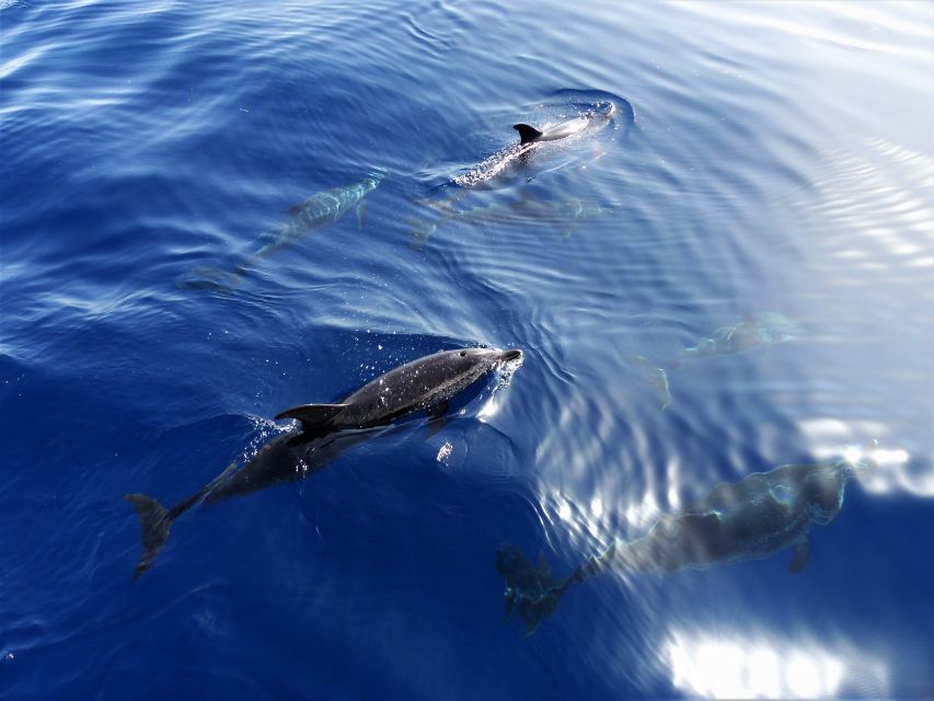 Tenerife: Los Gigantes Whale Watching Cruise by Sail Boat - Two hours searching the Atlantic for wildlife